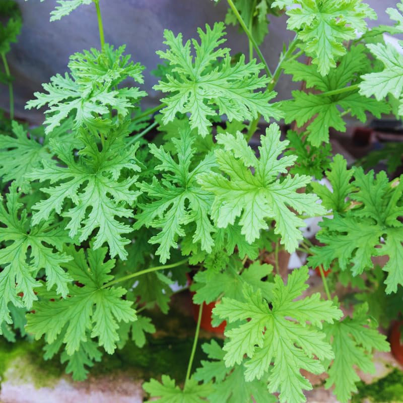 4 Citronella Plants Live, 4 to 6 Inches Long, Live Citronella Plant, Citronella Live Plants Citronella Starter Plant for Garden