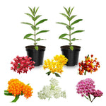 Pack 2 Milkweed Live Plants, Butterfly Milkweed Shrub, Asclepias Tuberosa Plants 4-8 Inches (Assorted)