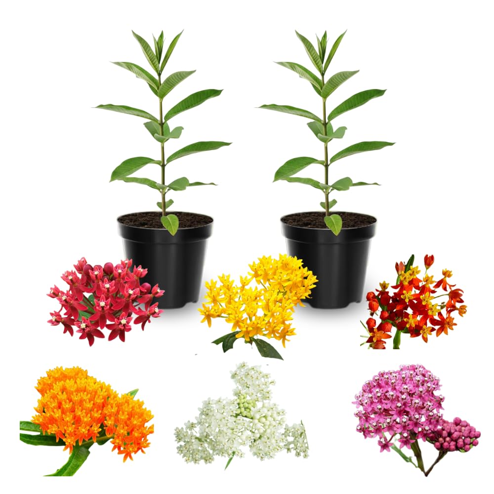 Pack 2 Milkweed Live Plants, Butterfly Milkweed Shrub, Asclepias Tuberosa Plants 4-8 Inches (Assorted)