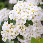 Hardy White Spirea Shrub Live Tree Plant in Quart Pot, 1 Year Old Well-Rooted, Dormant in Winter, 6-14 Inches in Tall, Winter Meadowsweets Bush for Planting