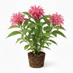 Pink Shrimp Plant Live, Live Shrimp Shrubs Plant, 5-7 Inches Tall, Easy Care Houseplant, Fragrant Blooms, Indoor Outdoor Growing