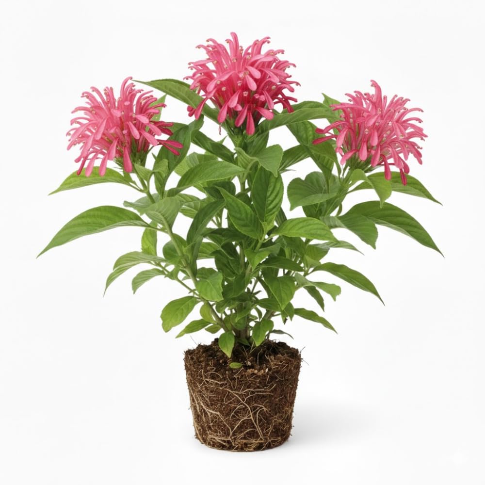 Pink Shrimp Plant Live, Live Shrimp Shrubs Plant, 5-7 Inches Tall, Easy Care Houseplant, Fragrant Blooms, Indoor Outdoor Growing