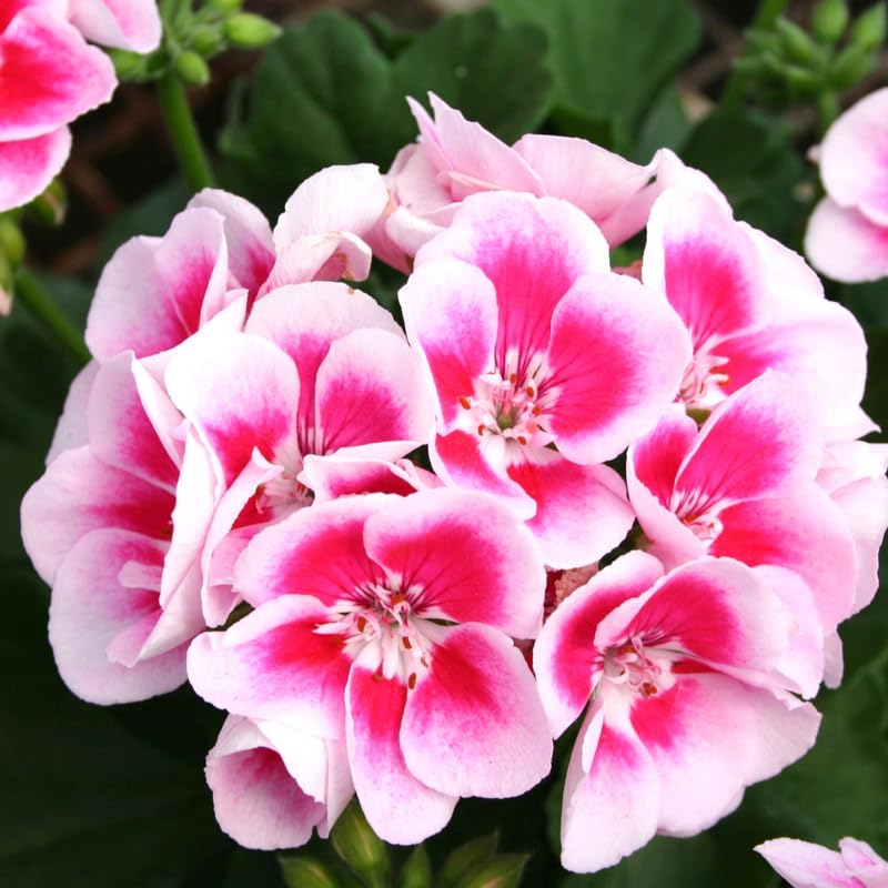 2 Rose Geranium Plants Live, Geraniums Live Plants, Colorful Flowering Plants for Garden, Patio, or Hanging Baskets, 5-9" Tall, No Pot