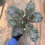 2 Pots Red Kale Plants, 4 Inch Pot Kale Plants Live for Planting Indoor Outdoor Home Garden, Containers, Live Vegetables Plant