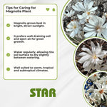 Magnolia Tree Live Plant 6-12 Inch Height, Fragrant Magnolia Plant Live to Grow, Magnolia Bush Flowers (Star Magnolia)