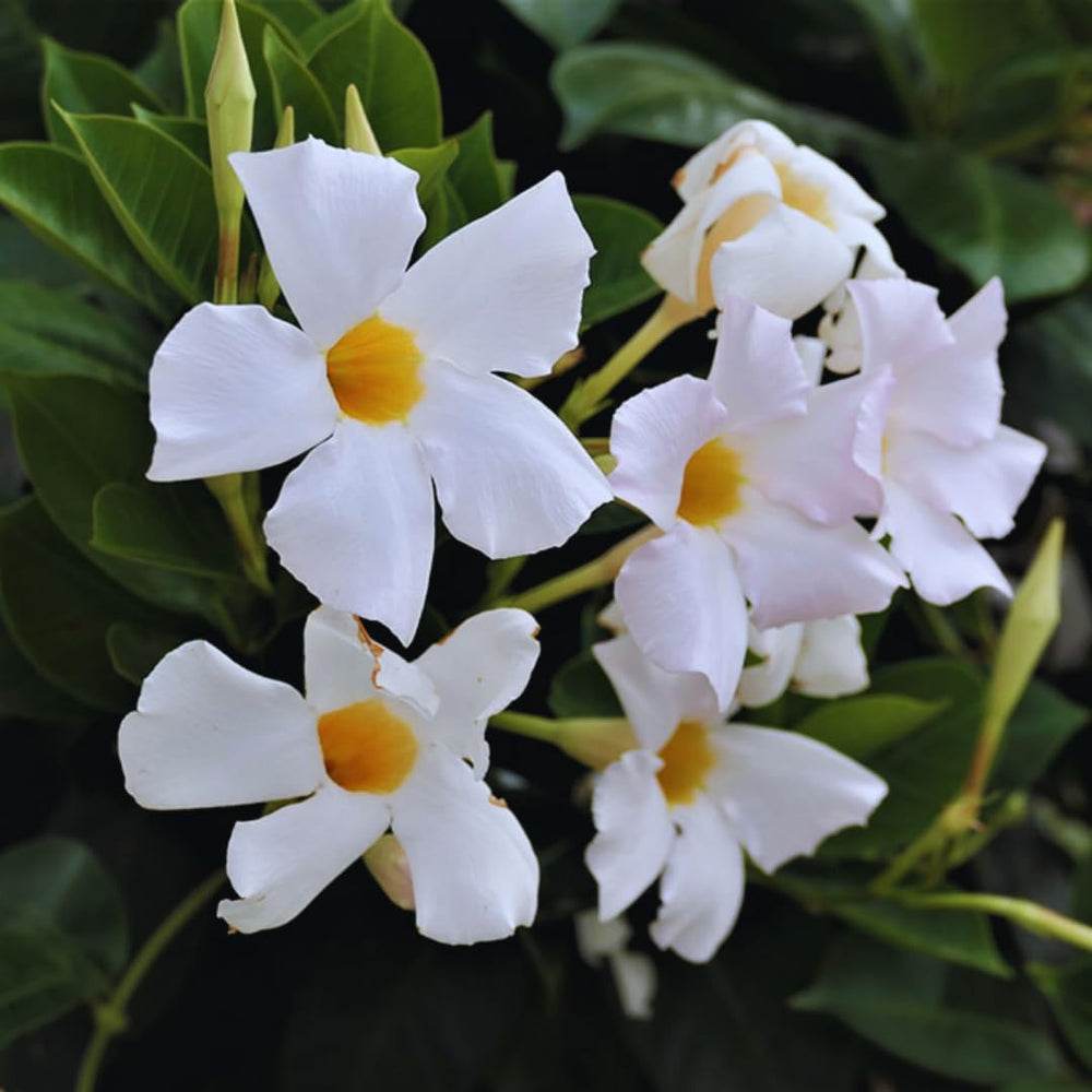 2 White Mandevilla Plants Live, Mandevilla Flower Plant, Mandevilla Live Plants, 5 Inc to 6 Inc Tall, Mandevilla Well Rooted for Garden