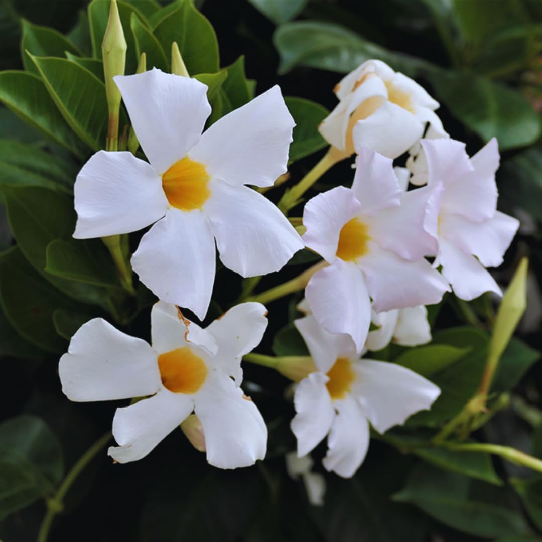 2 White Mandevilla Plants Live, Mandevilla Flower Plant, Mandevilla Live Plants, 5 Inc to 6 Inc Tall, Mandevilla Well Rooted for Garden