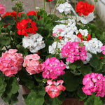 Pack of 3 Assorted Geranium Plants, 4-6" Mix Geranium Plant, Colorful Blooms, Perennial Geraniums Flowers Plant for Planting