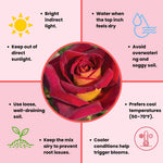 Rose Live Plant, Roses Flower Plant, Fragrant Flower for Planting, 4-6 Inches Tall, Bush Shrub Plants, Well Rooted, Ready to Grow (Orange Rose)