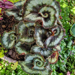 2 Live Begonia Angel Wing Maculata Set, Size 5-9 Inch Tall, Silver Green Polka Dot Begonia Plants, Indoor Outdoor Decorative Houseplants