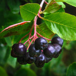 Black Aronia Chokeberry Live Plant, Cold Hardy Aronia Bush, 1-2 Ft Tall