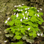Oxalis Shamrock Live Plant 3-6 Inches Tall, Shade Loving Shamrock Plant for Patio Pots, Containers and Home Decor