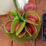 Pack 6 Green Venus Flytraps Plants Live, Starter Plants Fly Trap Dionaea Muscipula for Growing