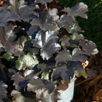 2-Pack Live Heuchera Coral Bells Plants, Deep Black Purple Leaves, Vibrant Indoor Outdoor Planting