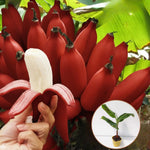 Banana Plant Live, Ornamental Zebrina Banana Tree Live Plant, Hardy Banana Fruit Seedling 4 to 8 Inch Tall, Indoor Outdoor