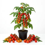 Cherry Tomato Live Plants, 2 Plant Per Pot, Tomato Plant 5-8" Tall
