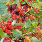 Set of 2 Red Mulberry Trees Live Plants, Starter 4-6 Inches Tall, No Pot, Mulberry Bush Fruit for Outdoor Growing, Cold Hardy