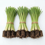 Live 10 Lemon Grass Plants for Outside, Lemongrass Plants Live, No Pot, Well Rooted, Trim Back, Fresh Fragrant Lemon Grass Stalks Plants for Outside Live