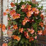 2 Orange Dipladenia Bushes Flower Plants, Pink Flowering Plants, 4-8 Inches, Outdoor Growing