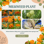4 Orange Milkweed Plants Live, Butterfly Milkweed Asclepias Tuberosa, Tropical-Style Blooms for Outdoor Gardens, 4-9" Height, No Pot