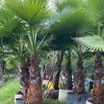 Live Palm Tree Plant in 3 Gallon Pot, No CA, Large Fully Rooted Size, Ready to Plant for Home Décor Indoor Outdoor Landscape, Rare Palm Trees, Huge Fan Leaves Palm