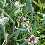 100 Walking Onion Seeds - Egyptian Walking Onion Seeds, Not Bulbils, Perennial Heirloom Onion for Garden Planting