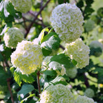 Japanese Snowball Viburnum Live Plant, 8-10" Tall Viburnum Shrub in Pot, Hardy Flowering Snowball Bush for Outdoor Garden