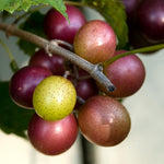 2 Muscadine Grape Vines Live Plants, Grape Plants Live for Planting, 4 to 7 Inc Tall