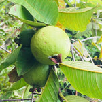 5-8 Inch Pink Guava Tree - Live Plant, Sweet Tropical Fruit for Home Gardens Indoor Outdoor Growing