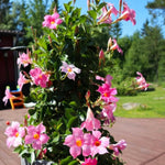 3 Pink Mandevilla Plants Live, Mandevilla Flower Plant, Mandevilla Live Plants, 5 Inc to 6 Inc Tall, Mandevilla Well Rooted for Garden