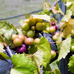 2 Rare Grape Vines Live Plants, Sweet Starter Grapevine from 5 to 8 Inches in Tall, Easy to Grow Indoor Outdoor, No Pot (Bronze Muscadine)