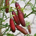 Red Finger Lime Tree Live, 1-2ft Tall, Citrus Plant 1 Gallon Pot, Finger Lime Citrus Tree, Well Rooted Fruit Plant