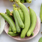 Loofah Sponge Gourds Live Plant for Planting, Luffa Plant from 4 to 6 Inches Height, 2 Plants in Pot, Climbing Annual Vine, Ready for Planting
