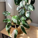Princess Philodendron Live Plant, Rare Variegated Houseplant 5-8 Inch Tall, Indoor Live Plant for Home or Office Decor, No Pot (White Princess Philodendron)