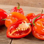 Set 2 Pepper Plants Live for Planting, Pepper Plant, 4-6 Inc Tall, Live Vegetable Plants for Indoor Outdoor Growing (Hot Red Peppers)