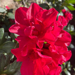 Red Azalea Plants Live Tree for Outdoor Growing, 9 Months Old Starter Size, Azaleas Rhododendron Flower Vibrant Color Spring Planting