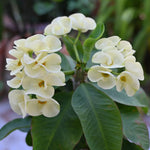 White Euphorbia Crown of Thorns Plant, Perennial Succulent Live Plant Indoor Outdoor 4-7 Inches