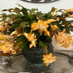 Live Yellow Christmas Cactus Live Plant 4–6 Inches Tall, Winter Blooming False Thanksgiving Cactus Well Rooted, Flowering Houseplant for Home and Office