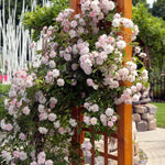 Fragrant Climbing Rose Live Plant, Well Rooted 5-9" Tall, No Leaf, Indoor Outdoor Climber, Rose Bush, Hybrid Tea Rose Like (Pink to Deep Pink)