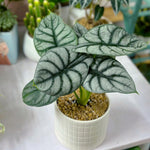 Colocasia Elephant Ears Live Plant, Alocasia Plant, Esculenta Taro Live Houseplant, 5-7 Inc Tall (Alocasia Silver Dragon)