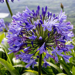 2 Blue Agapanthus Plants Live, 5-9 Inch Tall, Lily of The Nile Perennial Plants for Outdoor Garden and Landscape