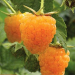 High Yield Raspberry Plants Live for Outdoor Planting, Size 5-9" in Tall, No Pot, Dormant in Winter, Cold Hardy (Fall Gold)