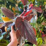 2 Live Begonia Angel Wing Maculata Set, Size 5-9 Inch Tall, Pink Spot Polka Dot Begonia Plants, Indoor Outdoor Decorative Houseplants