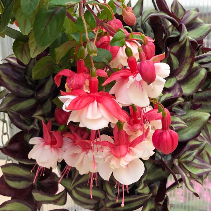 2 Red White Fuchsia Live Plants 4-7'' Tall, Hardy Hanging Basket Flower Plant, Shade Loving Blooming Fuchsia Starter Plants