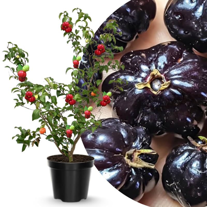 Black Surinam Cherry Tree Live Plant, 2-3 Feet in 1 Gallon Pot, Fast-Growing and Ready to Bear Fruit, High-yieding Outdoor Spring Planting, No CA
