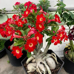 02 Red Desert Rose Live Plants, Starter Adenium 3-6 Inches Tall, No Pot, No Flower, Tropical Flowering Succulent Plants for Indoor Outdoor Growing