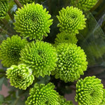 Chrysanthemum Plants Live 4 to 7 Inch Tall, Mums Live Plants, Vibrant Perennial Mum Plant for Planting in Garden (Green)