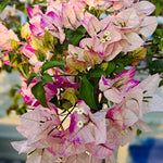 2 Double Delight Bougainvillea Plants Live, Flowering Bougainvillea Vine 4-8 Inc Height, Climbing Plant for Outdoor Garden and Trellis