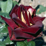 Rose Plant Live for Planting Indoor Outdoor, 5-10 Inch Tall, Fragrant Flowers Well Rooted, Roses Bush Shrub (Dark Night Rose)