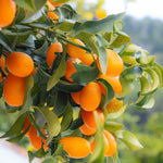 Sweet Meiwa Kumquat Tree Plant Live, 1-2 Years Old in 1 Gallon Pot, Fast-Growing Orange Citrus for Spring Planting Indoor Outdoor
